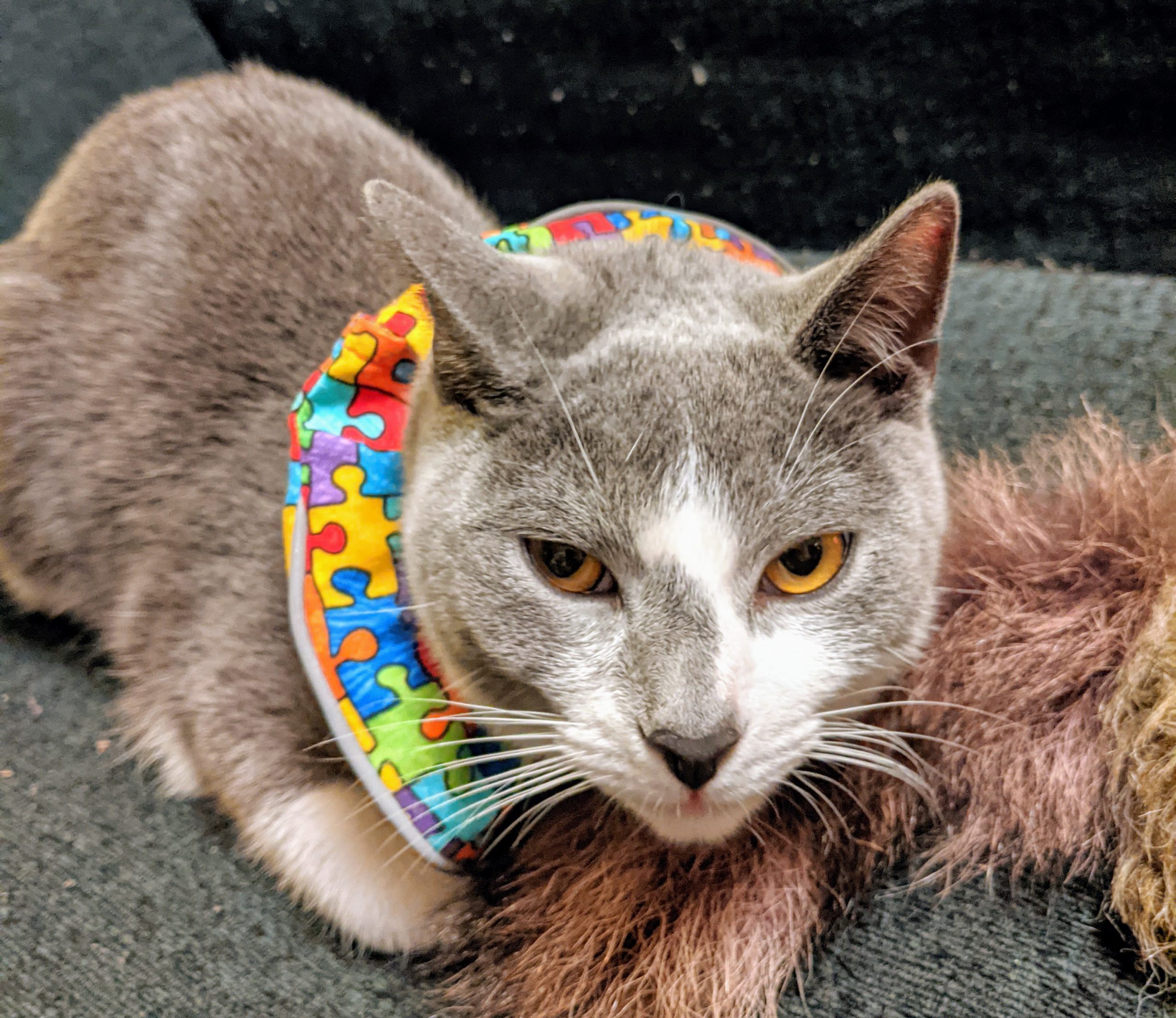 Porco in a funny bird collar