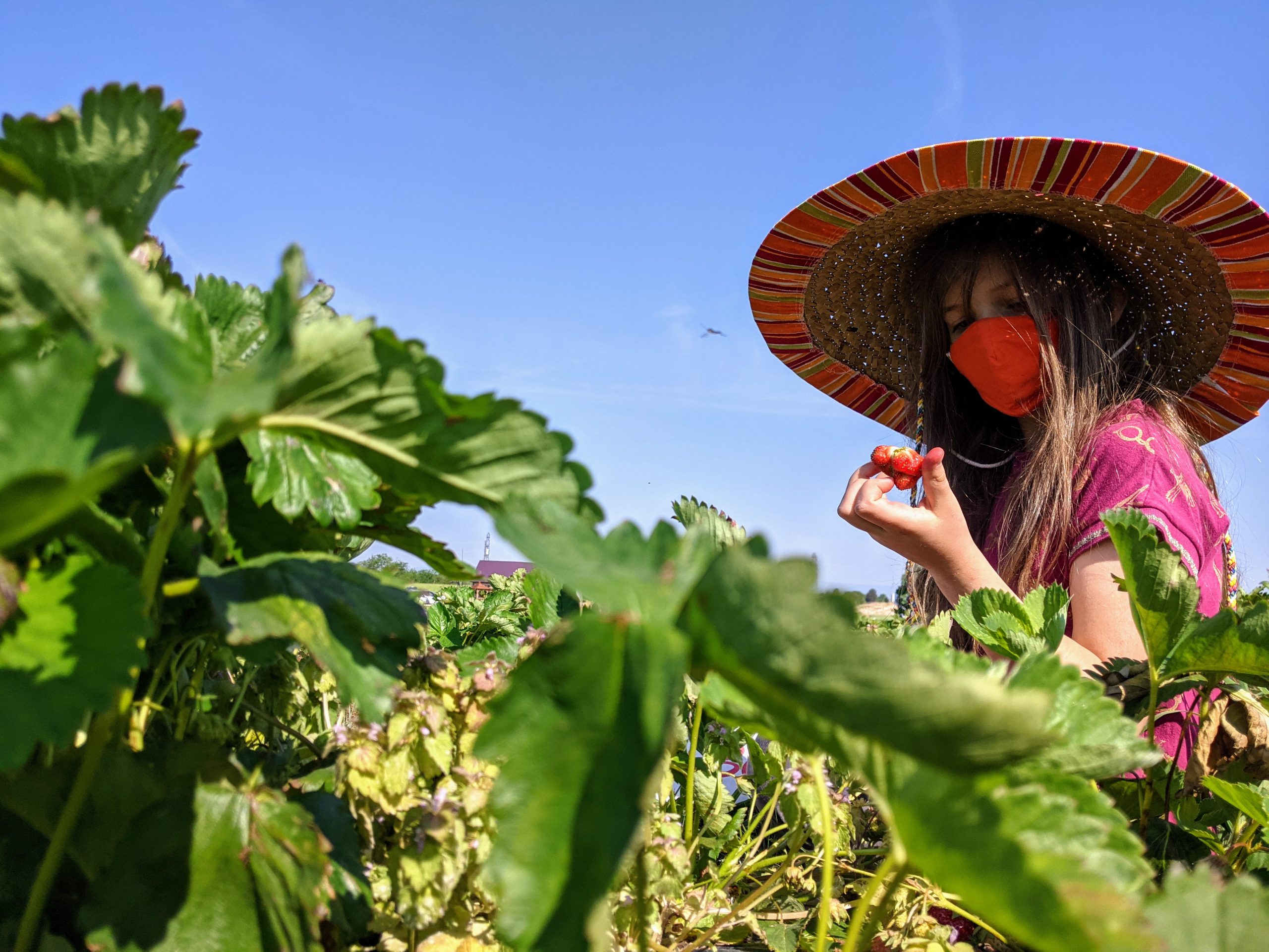 Petra examines a strawberry in the strawberry patch. She's wearing a mask and a big sombrero.