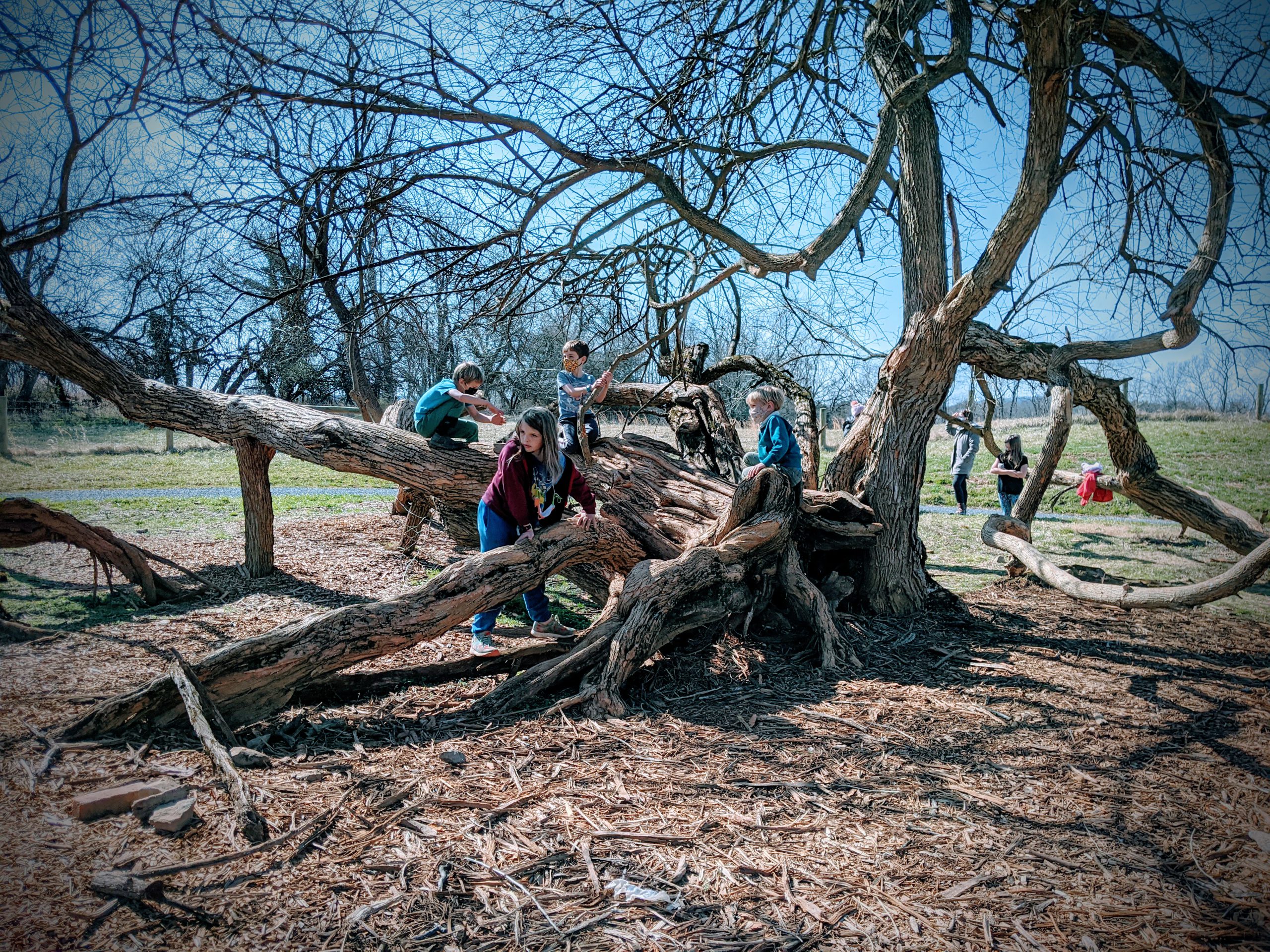 Group of children climbing on a live oak