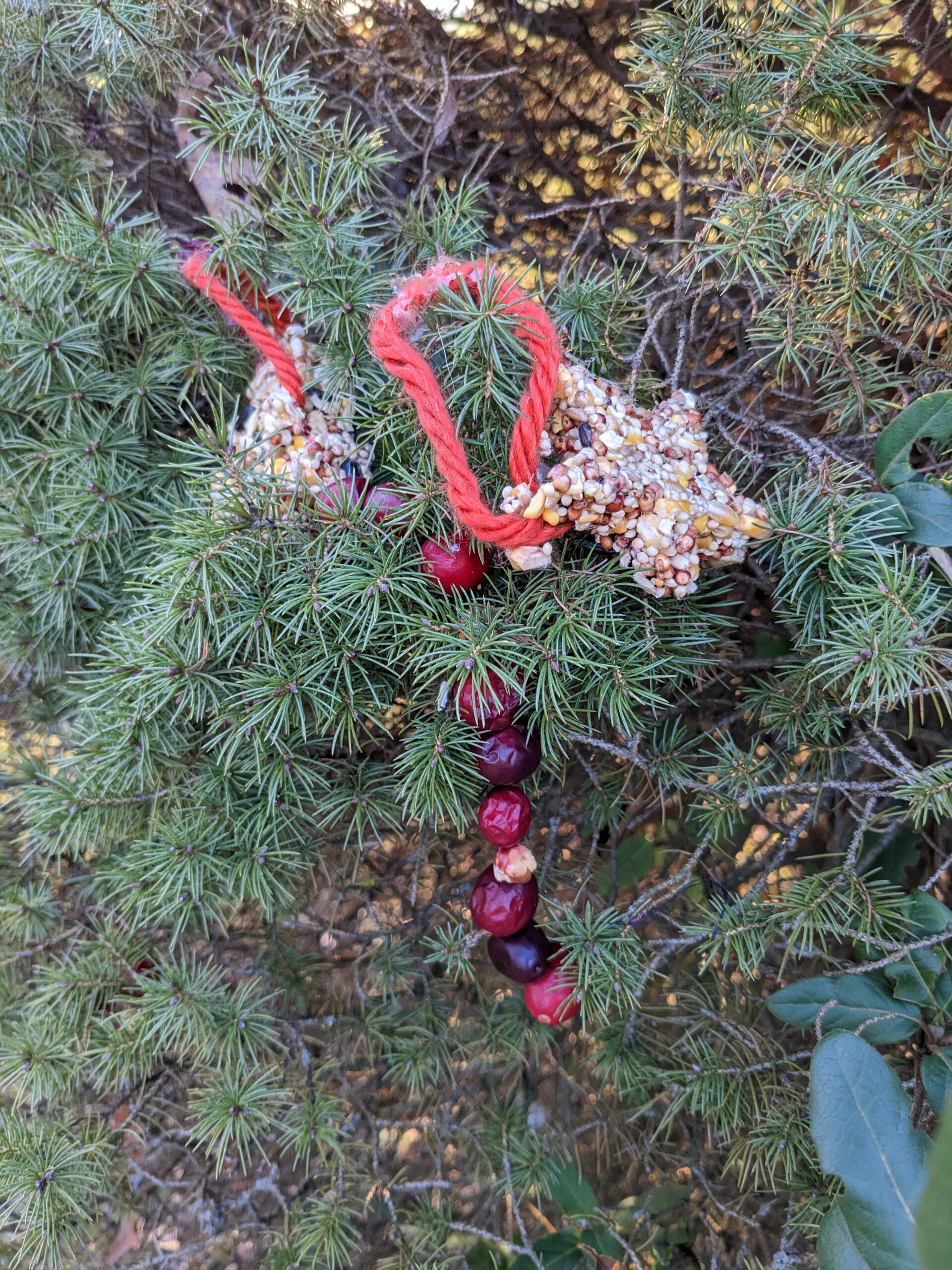 Birdseed ornaments and strung popcorn and cranberries on an evergreen tree (all of this gallery)