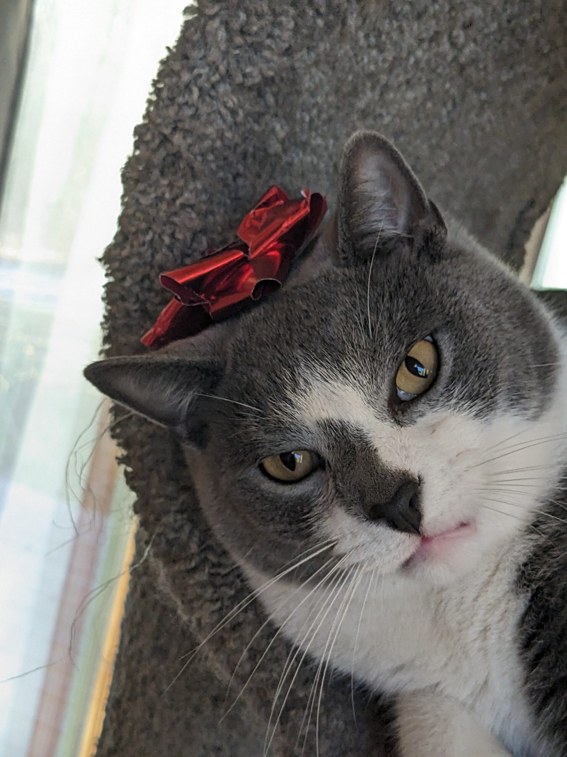 Porco, in the cat tree, with a bow on his head, looking irritated.