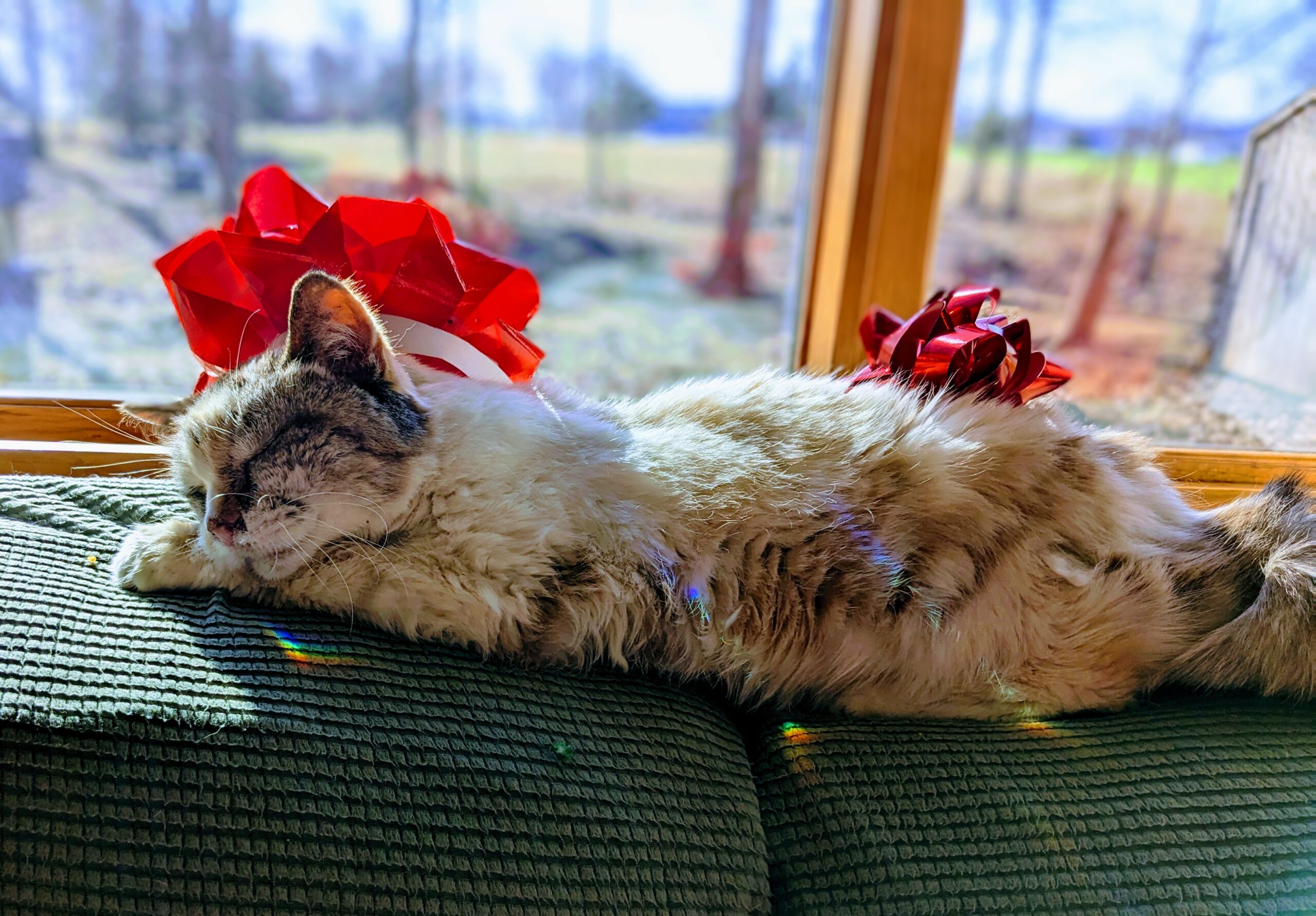 Lyra, sleeping on the couch in the sunshine, with two red bows on her head and rainbows on her fur from a prism in the window.